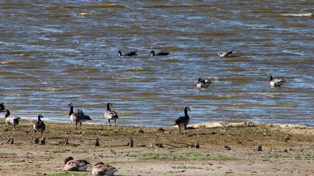 Great white fronted goose standing on the shore, also called Anser albifrons