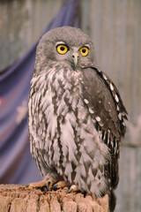 great horned owl