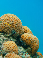 Beautiful Brain Coral In The Caribbean Sea. Blue Water. Relaxed, Curacao, Aruba, Bonaire, Animal, Scuba Diving, Ocean, Under The Sea, Underwater Photography, Snorkeling, Tropical Paradise.	
