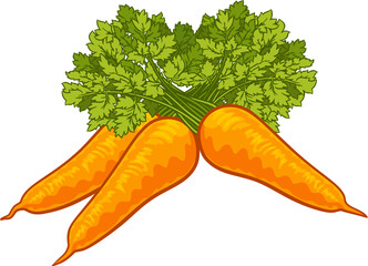 Carrots Vegetable Cartoon Illustration