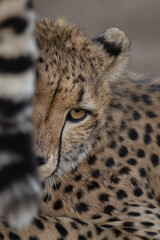 Close up headshot of Cheetah peeking round another cheetahs tail.  