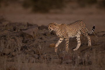 Cheetah walking.  