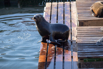 navy seals on the pier in the port of Cape Town