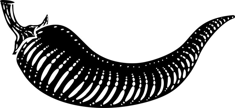 Pepper Vegetable Vintage Woodcut Illustration