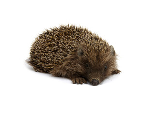European hedgehog isolated on white