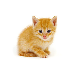 Red little cat on the white