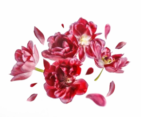 Foto op Plexiglas Flying red tulips flowers and petals, isolated © VICUSCHKA