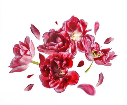 Fototapeta Flying red tulips flowers and petals, isolated