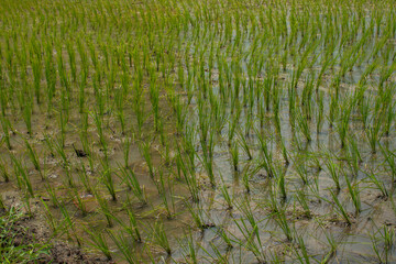 Newly planted rice in the fields.