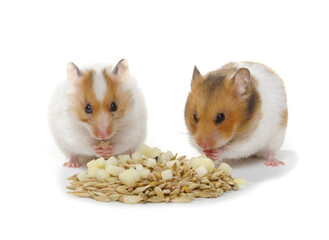 Two hamsters near a pile of food