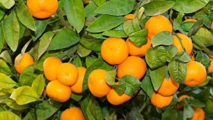 fruit photos. Ripe tangerines on the tree.