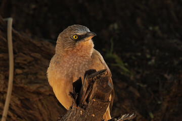 Indian large grey babbler
