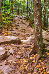 Fall forest trail with boulders and focus on tree with beautiful exposed roots