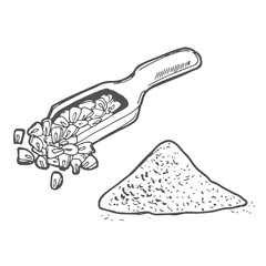 Wooden spoon with food - sketch corn flour. Doodle hand drawn vector illustration, vintage drawing, isolated white background