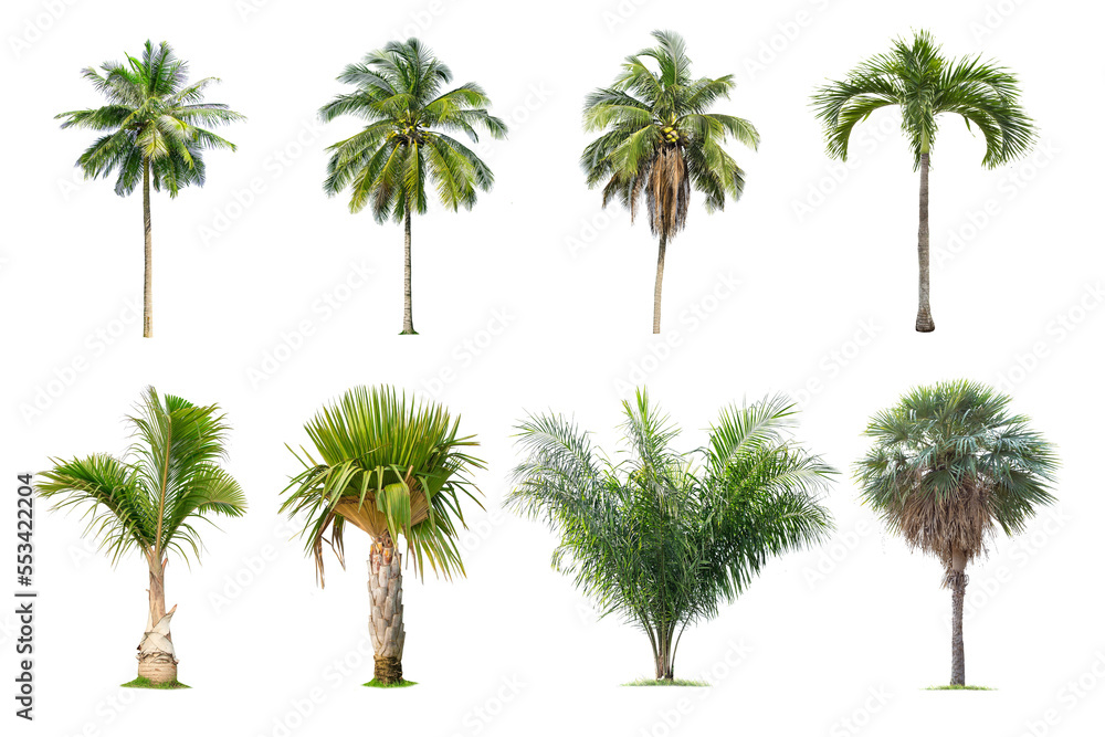 Poster coconut and palm trees isolated tree on white background