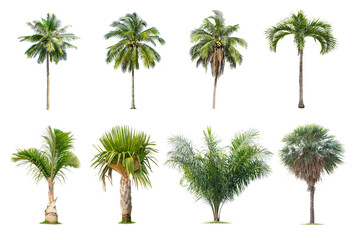 Fototapeta premium Coconut and palm trees Isolated tree on white background