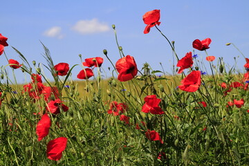 Obraz premium Mohnblumen auf einer Wiese im Biosphaerenreservat Rhön. Geise, Thueringen, Deutschland, Europa - Poppies in a meadow in the Rhoen biosphere reserve. Geise, Thuringia, Germany, Europe