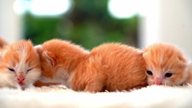 Newborn baby red cat sleeping on funny pose. Group of small cute ginger kitten. Sleep cozy nap time. Comfortable pets sleep at cozy home. Cute funny home pets. Domestic animal Young kittens. 4k video