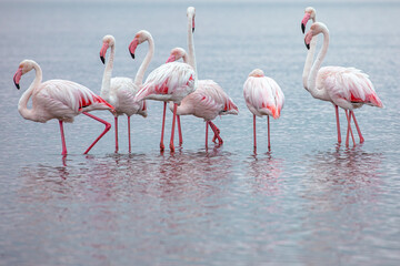 Namibia Flamingos. Group of Pink Flamingos Birds near Walvis Bay, the Atlantic Coast of Namibia, Africa. 