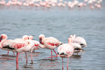 Namibia Flamingos. Group of Pink Flamingos Birds near Walvis Bay, the Atlantic Coast of Namibia, Africa. 