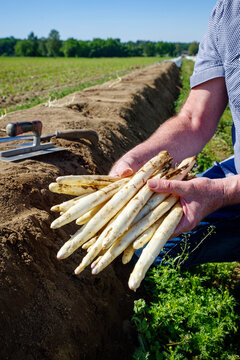 Frisch gestochener weißer Spargel als Nahaufnahme in den Händen eines Erntehelfers auf einem Feld im Morgenlicht angeboten
