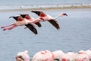 Namibia Flamingos. Group of Pink Flamingos Birds near Walvis Bay, the Atlantic Coast of Namibia, Africa. 