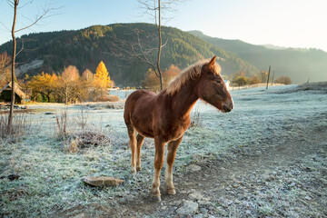 Beautiful mountain landscape of early autumn frosty morning. A foal in a clearing covered with the...