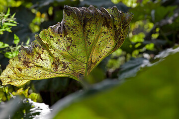 A lush burdock grown in the forest.