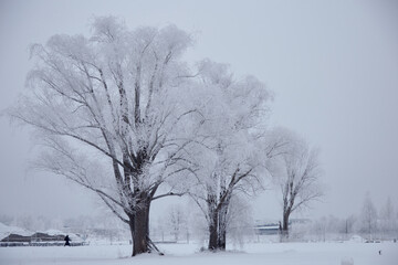 A winter scenery with frozen trees whit black trunks and brunches white of frost and snow, selective focus
