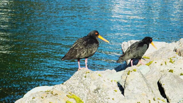 Two variable oystercatchers on coastal rock in Milford Sound, New Zealand