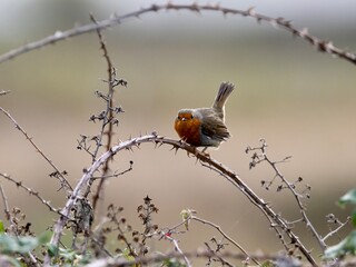 Robin