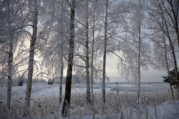 A winter view on trees in a forest completely white of froze and snow, selective focus