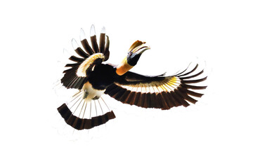Great hornbill flying isolated on transparent background. © Passakorn