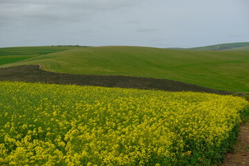 green field and yellow flowers