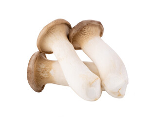 King oyster mushroom Pleurotus eryngii isolated on transparent png