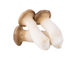 King oyster mushroom Pleurotus eryngii isolated on transparent png