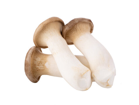 King oyster mushroom Pleurotus eryngii isolated on transparent png