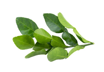 Bergamot leaf isolated on transparent png
