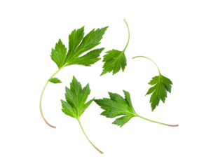 White mugwort leaves isolated on transparent png