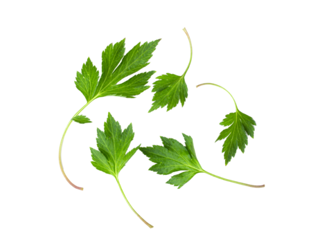 White mugwort leaves isolated on transparent png