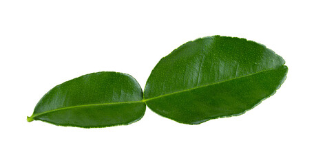 Fototapeta na wymiar Bergamot leaf isolated on transparent png