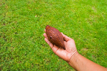 Farmer's hand holding cacao chocolate fruit at farm,Theobroma cacao.