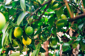 Fresh yellow and green ripe lemons on the branches of a lemon tree