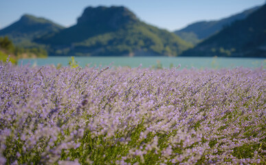 Fototapeta premium Fresh purple lavender flowers With mountains and lake in the background. Turkey trip