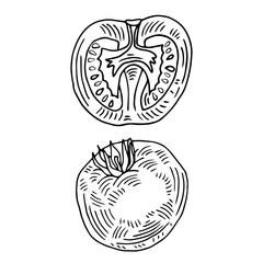 Hand drawn isolated food icon. Black outline illustration of vegetable. Tomato icon.