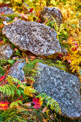 Detail of forest ground in fall with yellow leaves and focus on small boulders covered in lichen