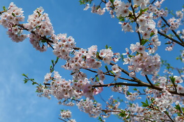 舟川べり桜並木。富山、日本。4月中旬。