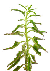 Mother of Millions house plant with pups isolated on white background.