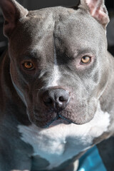 Young male American Bully dog