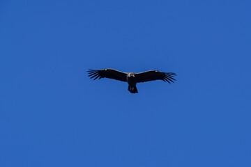 Andean Condor ,Torres del Paine National Park, Patagonia, Chile.